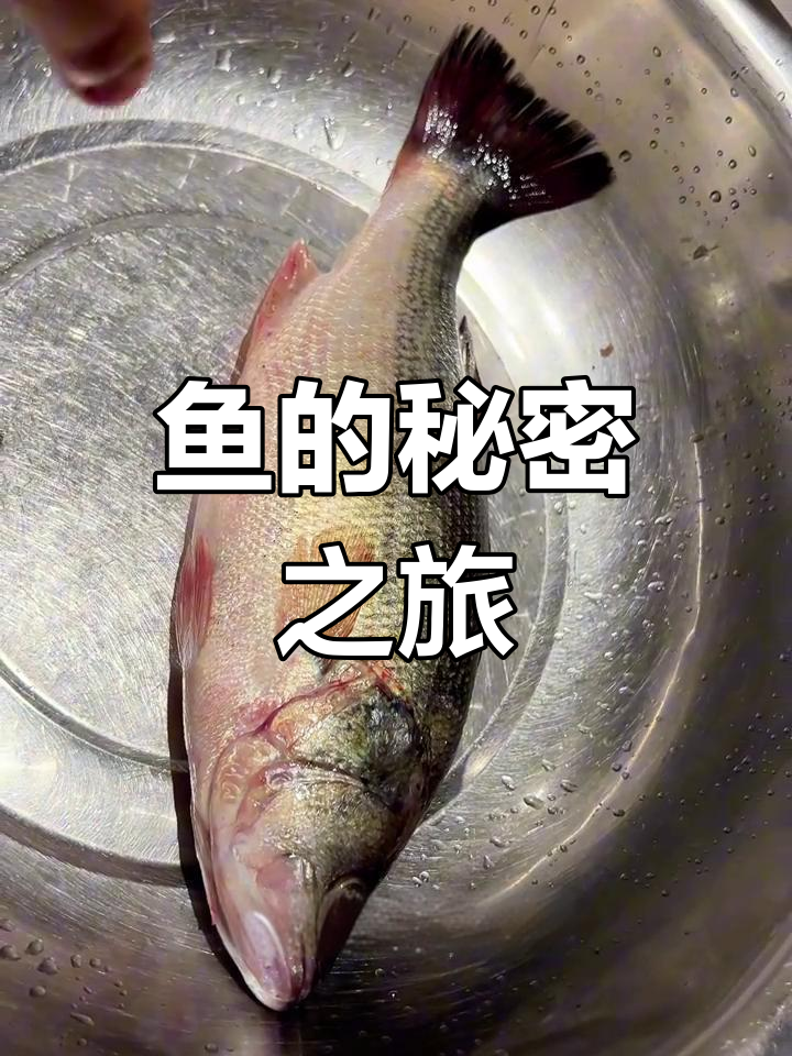 探索鲈鱼解剖,发现它的“神秘”器官消失之谜