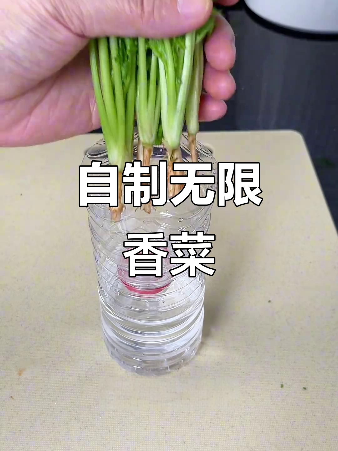用矿泉水瓶做香菜水培,家里永远有新鲜香料