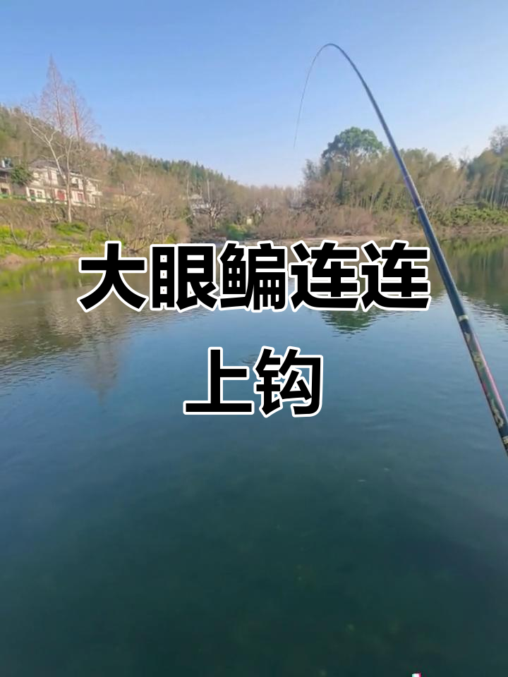溪流小T尾,连中大眼鳊,完美钓鱼日!