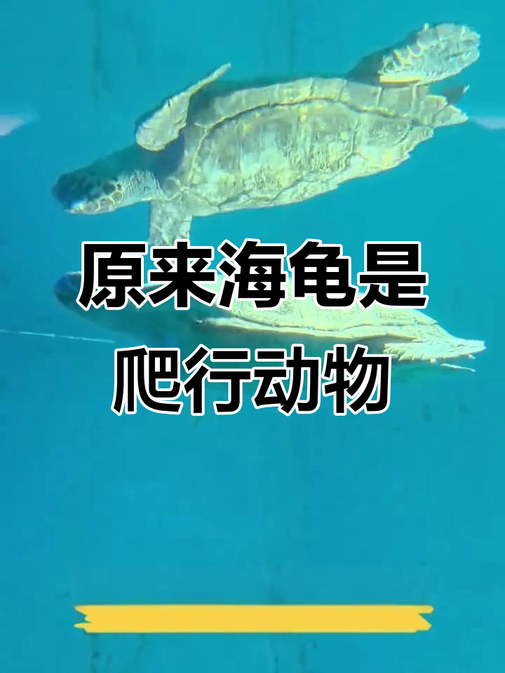 海龟竟是爬行动物,揭秘海中“陆生”生物