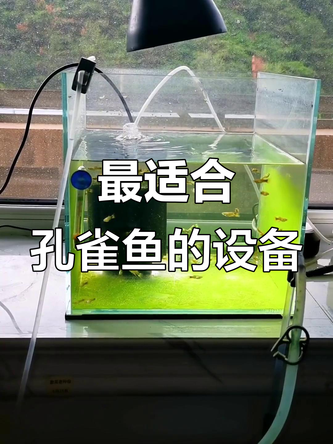 孔雀鱼养殖必备硬件搭配,轻松搞定过滤与防跳缸