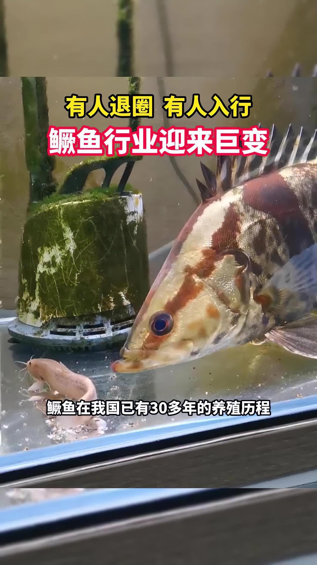 鳜鱼行业正在发生巨变!有人慢慢退圈,有人瞄准红利入行,原因何在?水产养殖 鳜鱼 桂花鱼
