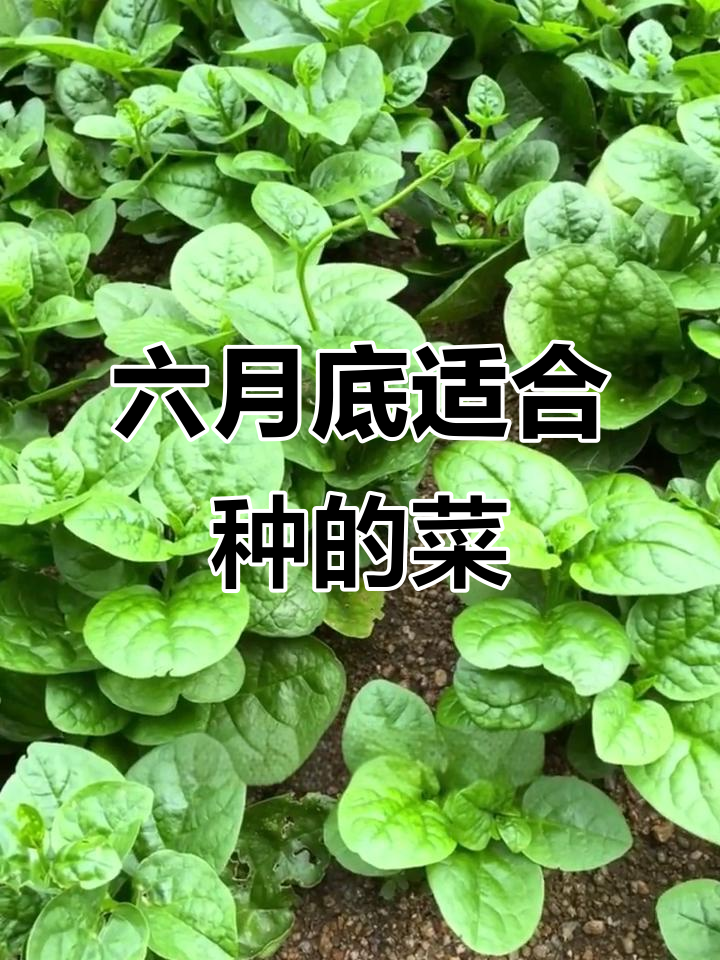 六月下旬种这些蔬菜,耐热又高产