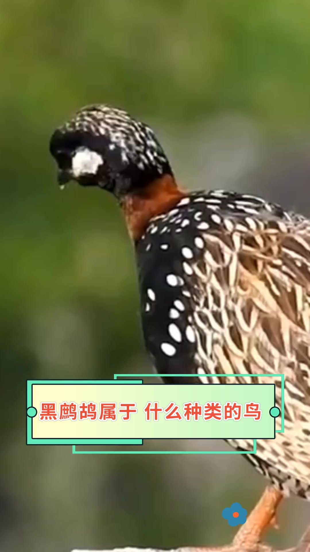 黑鹧鸪属于什么种类的鸟