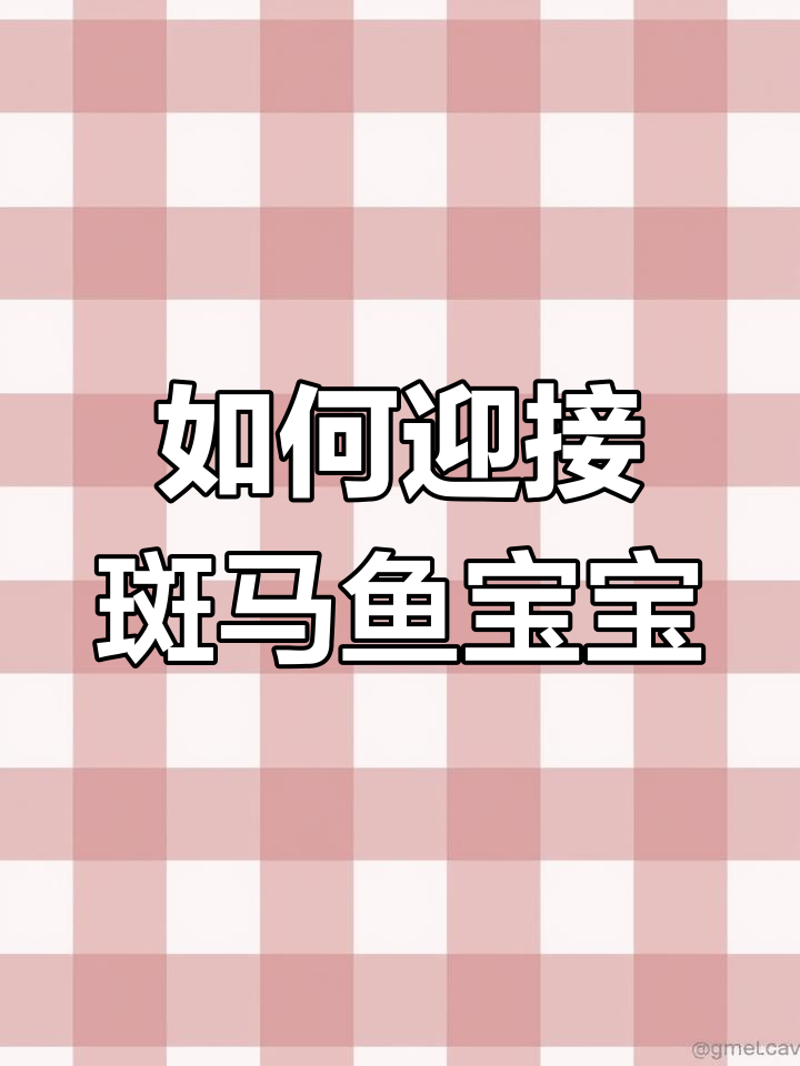 斑马鱼怀孕肚子大,如何应对?
