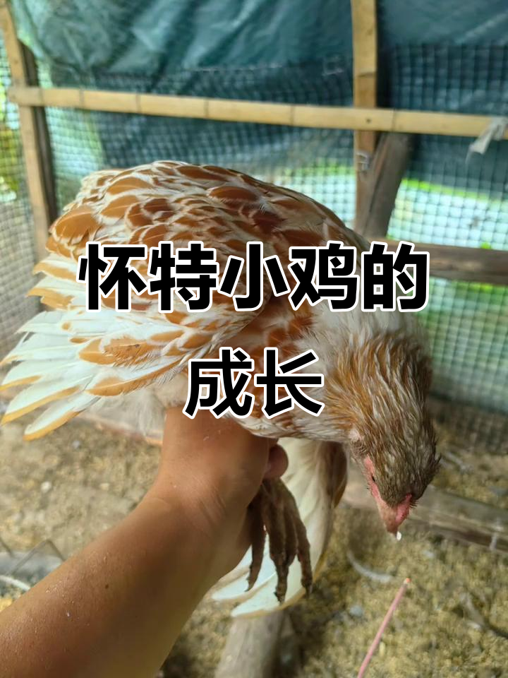 怀特小鸡成长记：从出生到两个月，温顺又可爱