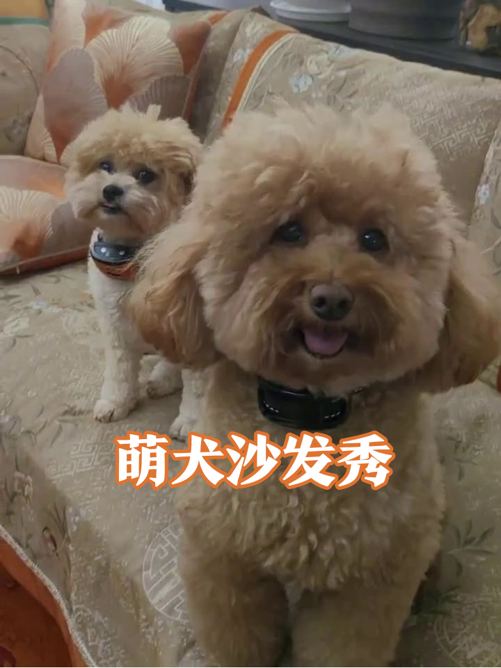 卷毛修勾沙发卖萌,躺平摆烂秒变表情包笑翻网友