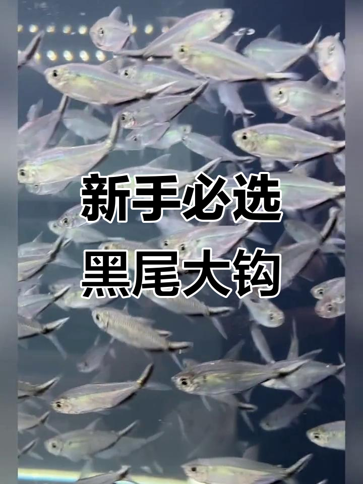 黑尾大钩鱼:新手养鱼的理想选择,银光闪闪超易照顾
