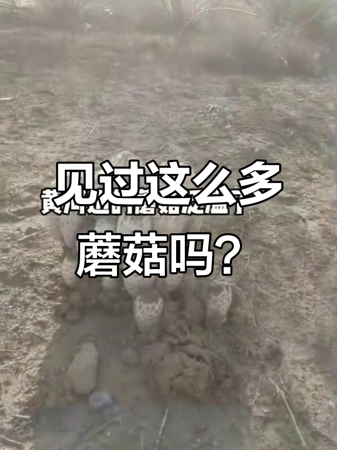 从小吃到大,竟然没见过这么多野生蘑菇!鸡腿菇原来这么常见
