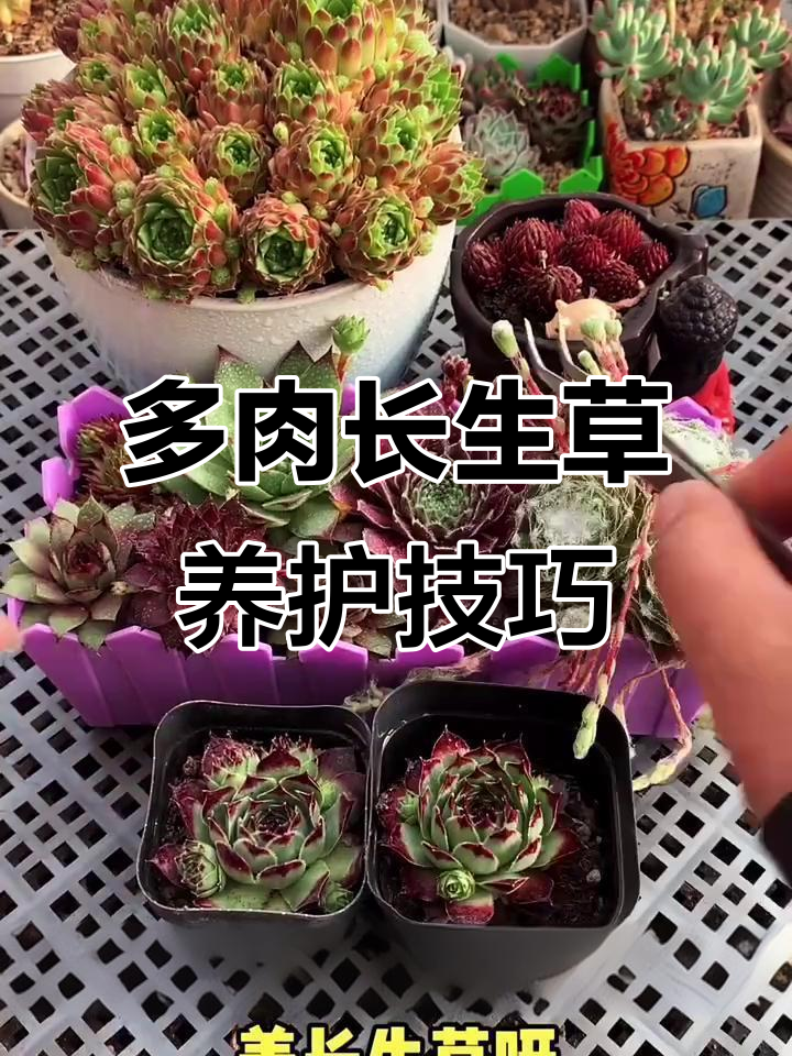 长生草:夏季不怕热,冬季不畏寒的多肉植物,轻松繁殖小崽子