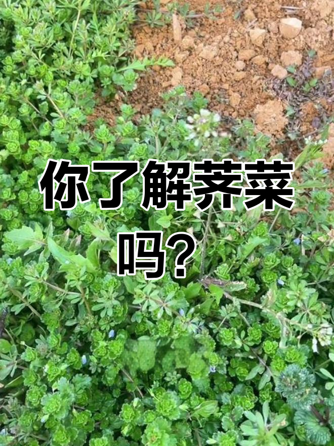 荠菜三种类型,哪种最适合你?