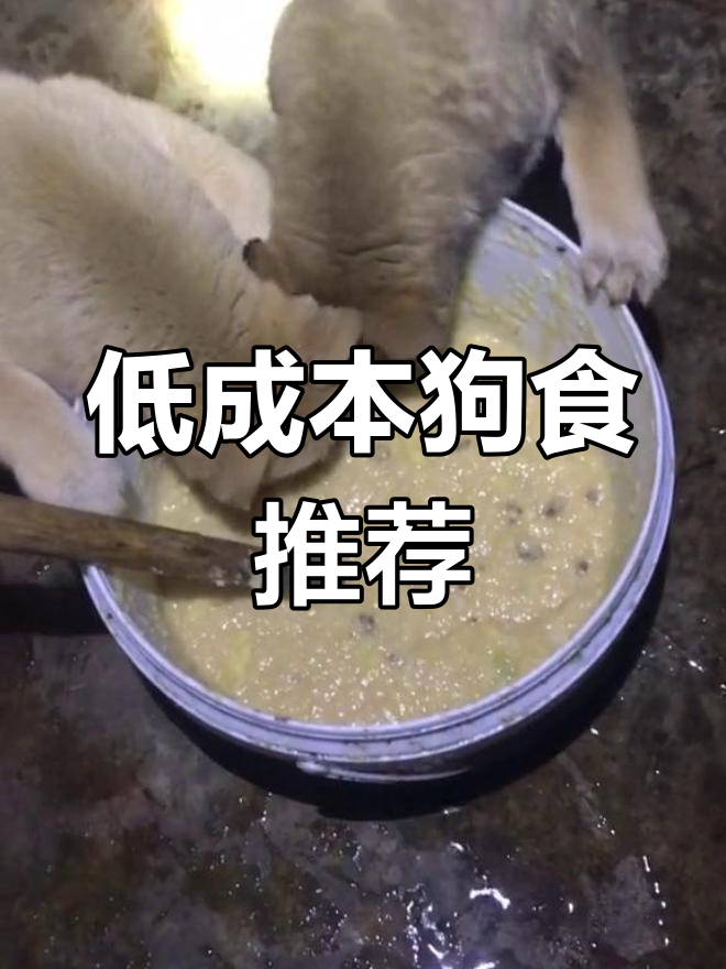 玉米大米粥:低成本高吸收的狗狗口粮