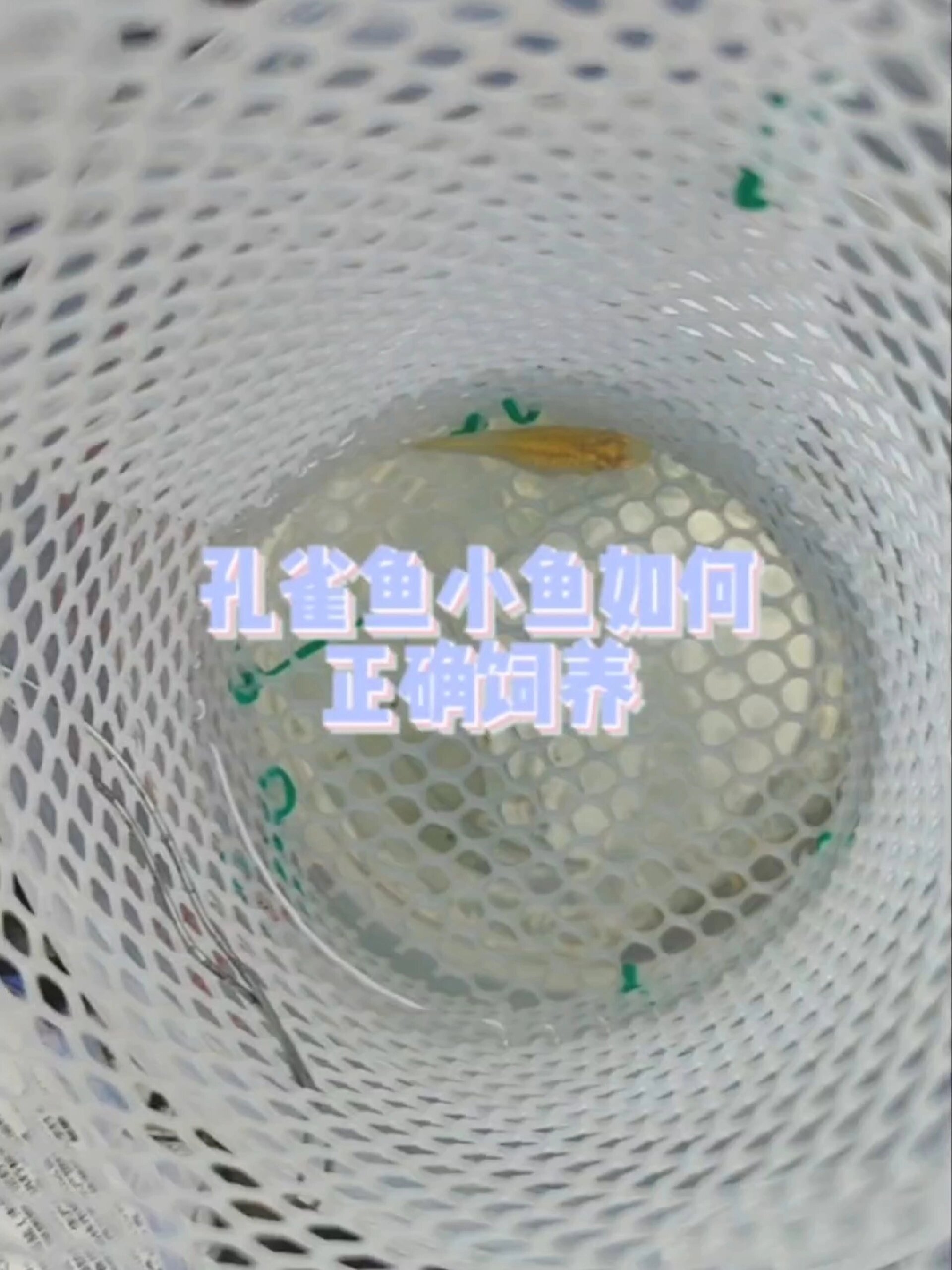 教你如何饲养刚出生的孔雀鱼小苗子
