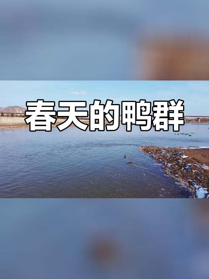 春天来临,鸭子悠闲游水