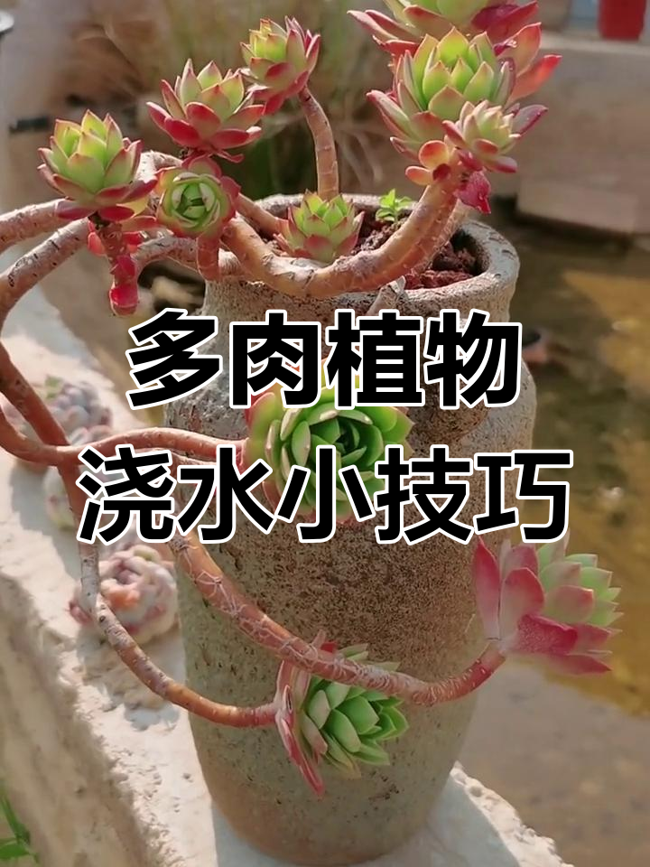 橘子皮泡水浇多肉,真能补充微量元素?