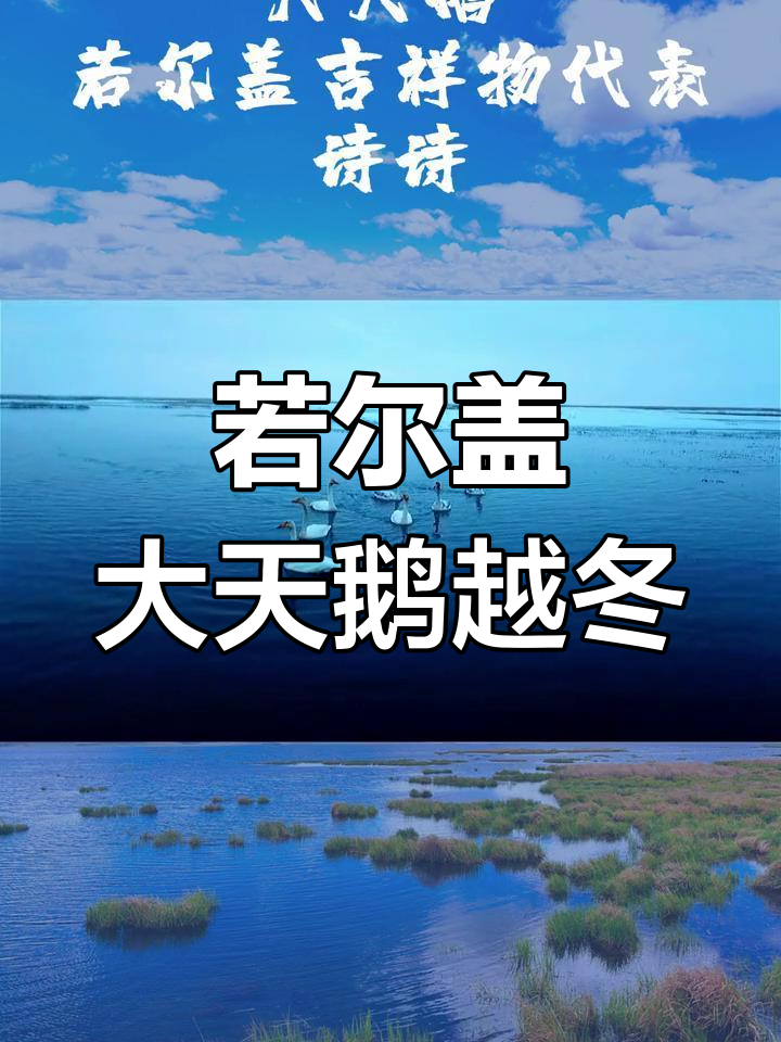 大天鹅迁徙至若尔盖,数量创历史新高