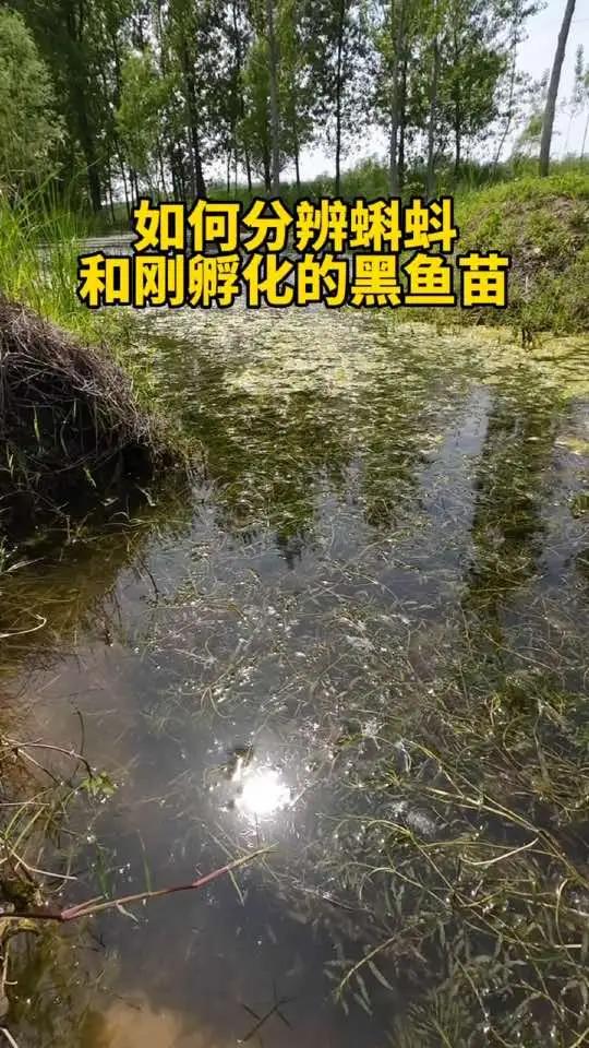 接上个视频 如何分辨蝌蚪和刚孵化的黑鱼苗  科普 黑鱼 路亚 青蛙