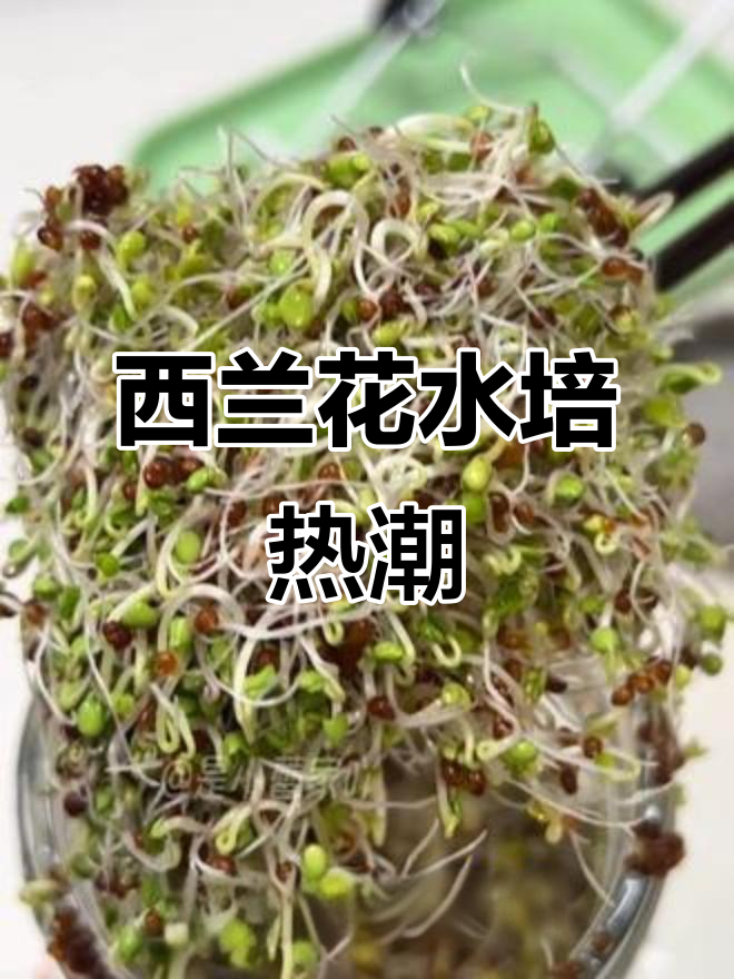 水培西兰花,营养丰富,吃上一口停不下来!