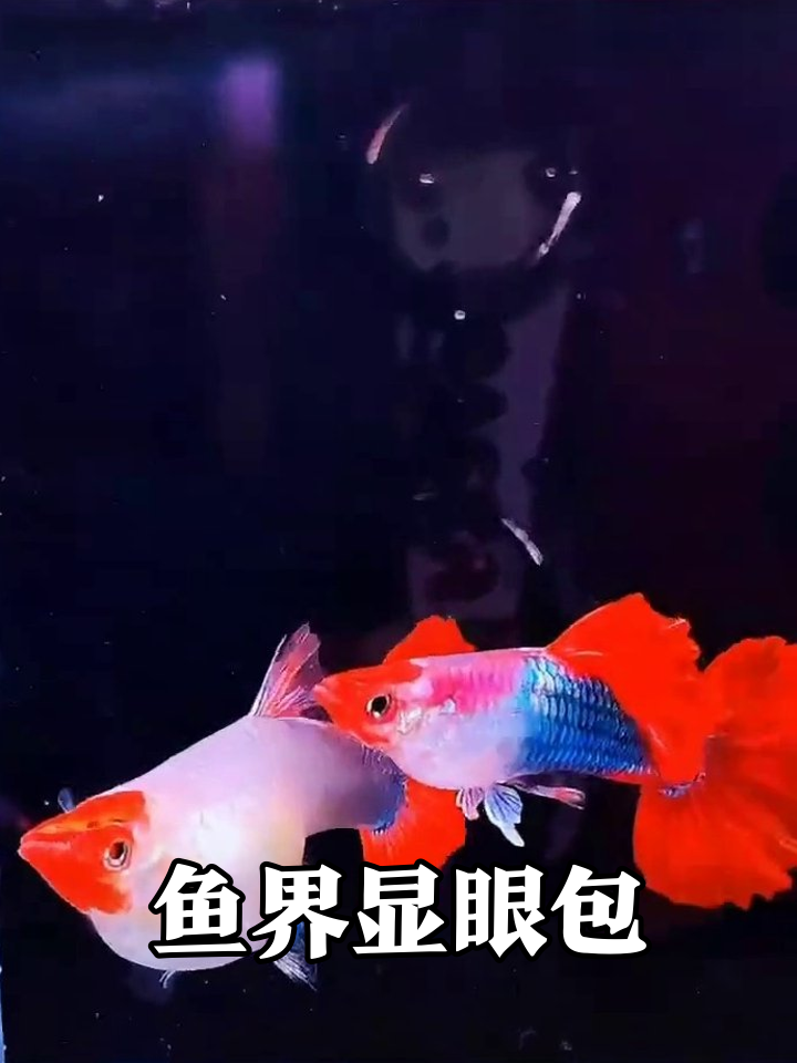 孔雀鱼情侣花式秀恩爱,红尾巴比红毯还抢镜