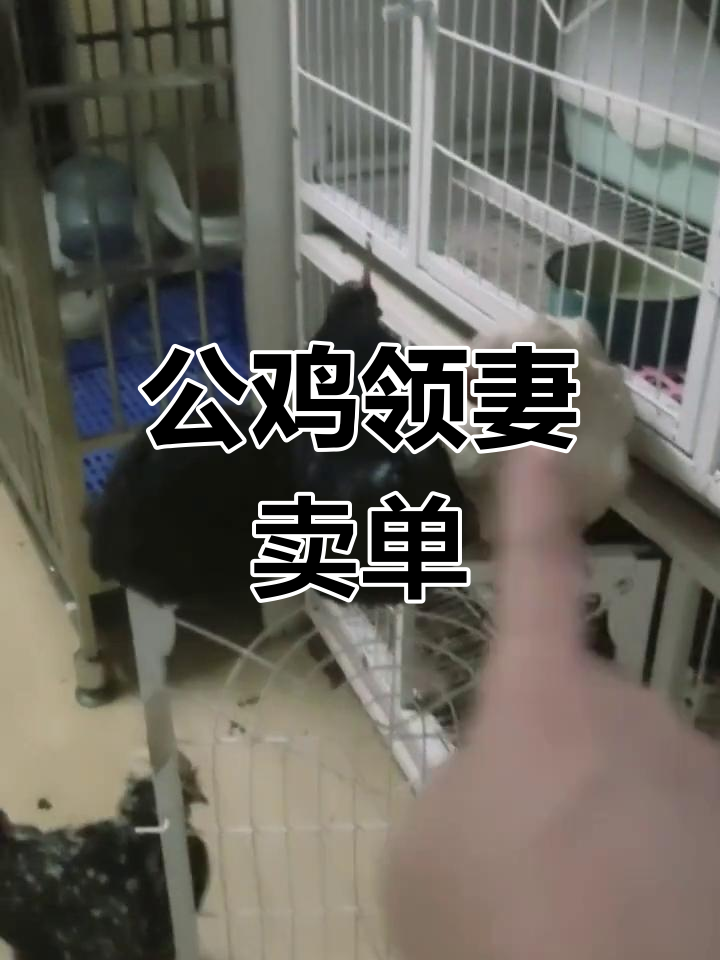 黑公鸡带白母鸡孵蛋,自己媳妇却被拐走