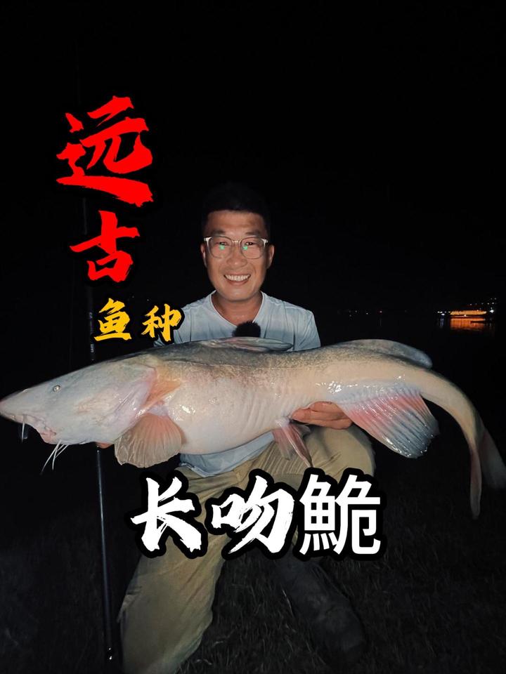 稀有鱼类！江团 非常鲜美