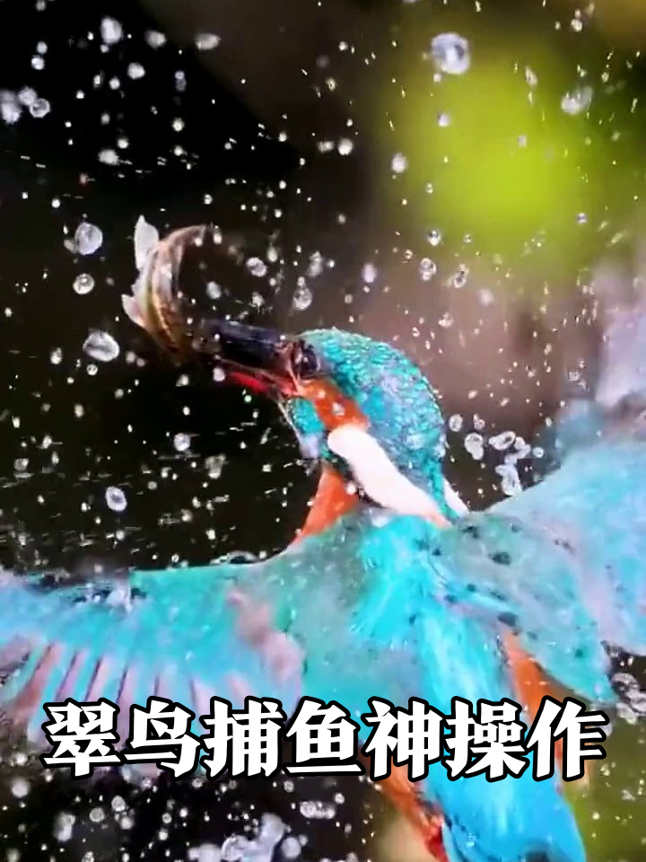 翠鸟捕鱼全程高能!扎水捉泥鳅动作丝滑看呆网友