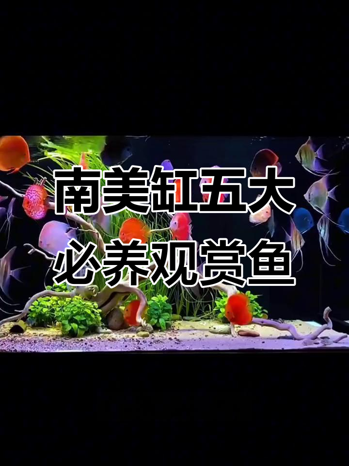 适合南美缸的五种观赏鱼推荐，打造美丽水族景观