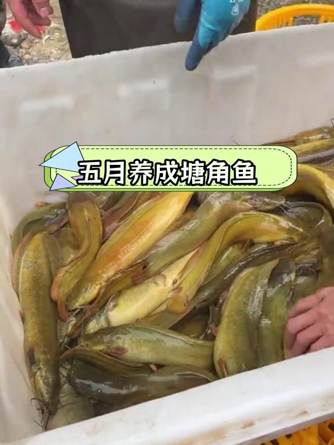 土塘虱鱼:五个月长六两,肉质鲜嫩