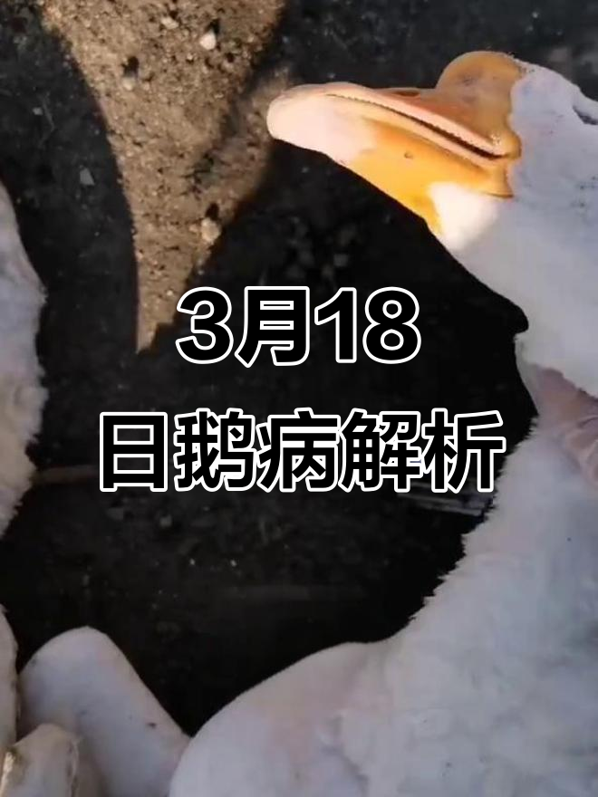 3月18日鹅解剖诊断:蛋子瘟与内脏病变分析