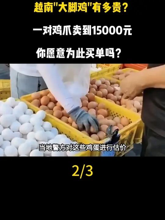 越南“大脚鸡”有多贵?一对鸡爪卖到15000元,你愿意为此买单吗?