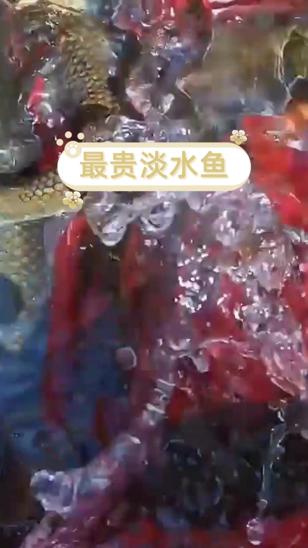 最贵淡水鱼