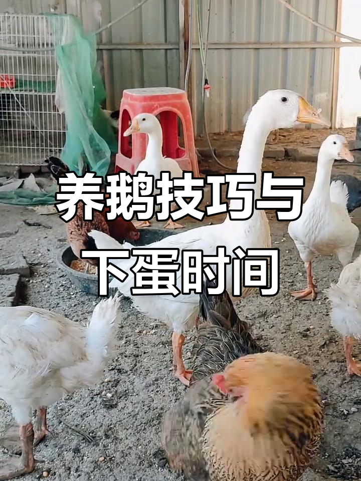 河北村花养鹅秘诀：三花鹅与普通鹅下蛋时间大揭秘