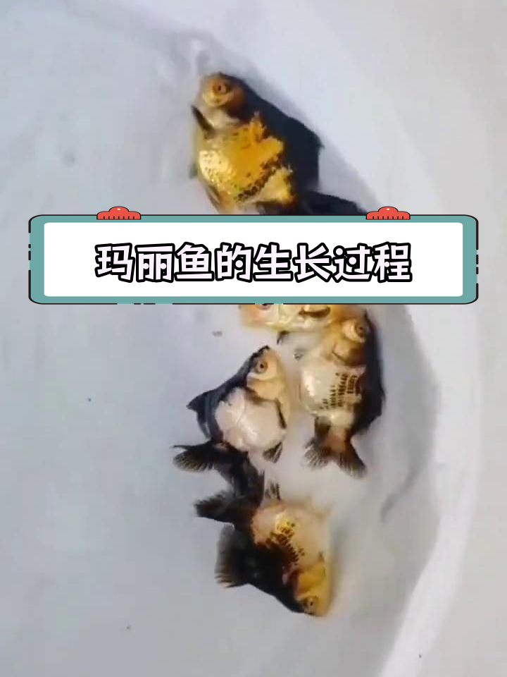 玛丽鱼成长全纪录