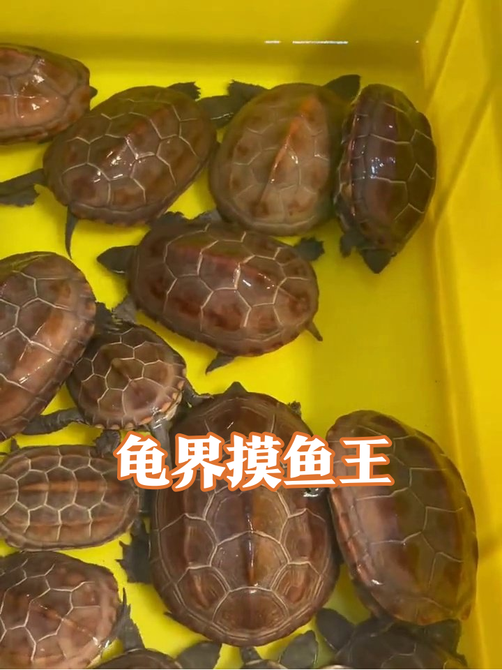 乌龟挤挤乐:几十只“装甲兵”上演摸鱼名场面