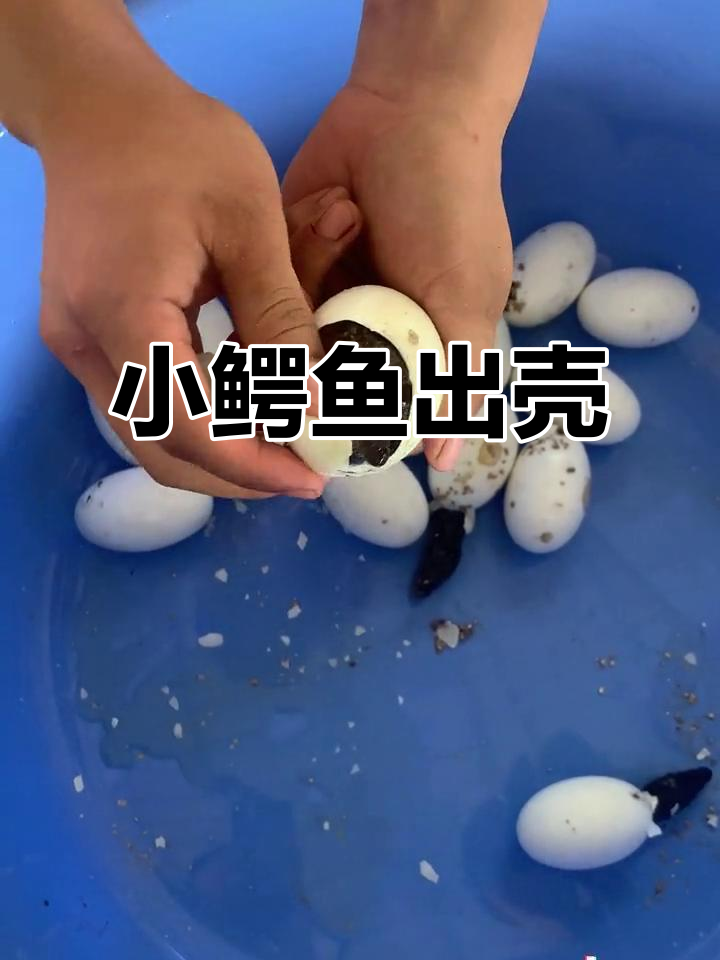 小鳄鱼刚出生,萌态十足超可爱