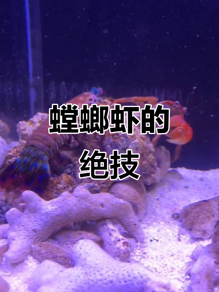 螳螂虾竟然学会赶螃蟹进洞,这招太神奇了!