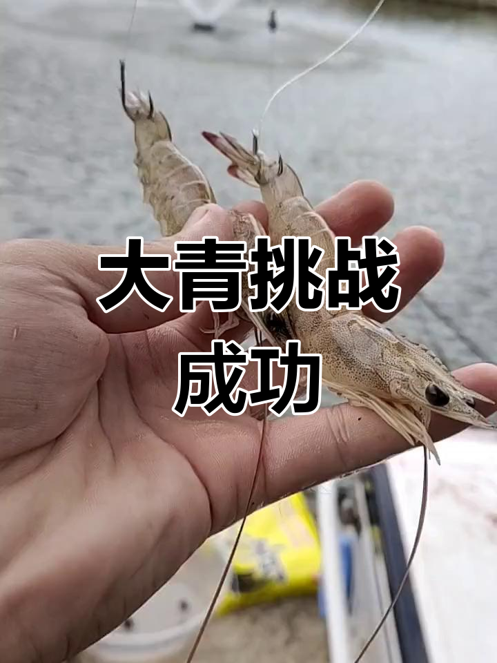 百斤大青继续挑战,龙虾钓手再获新战果