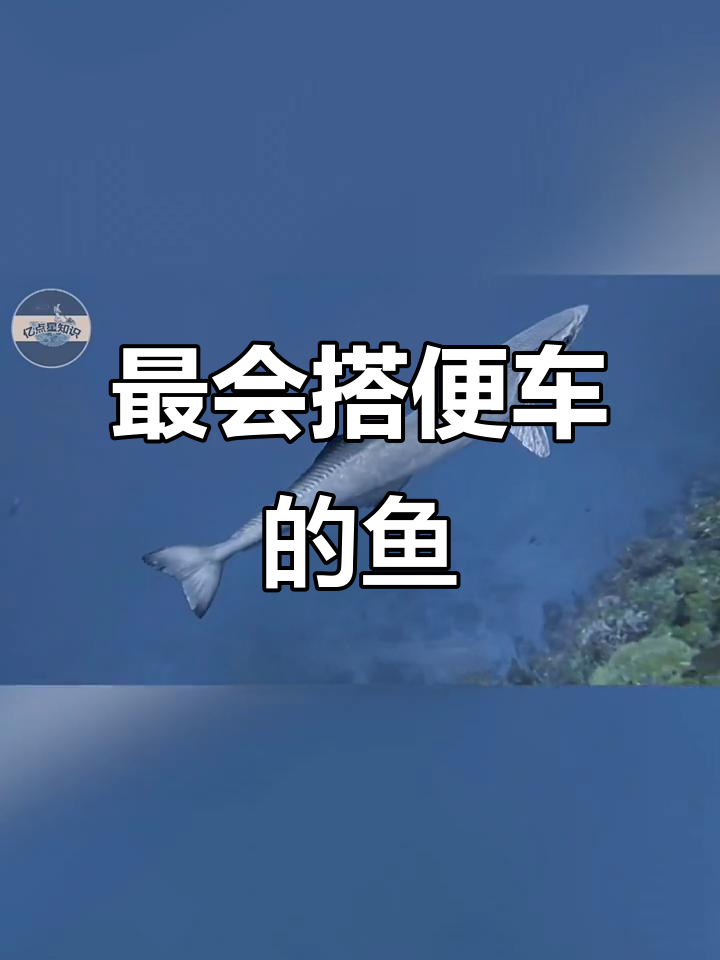 吸盘鱼:海底“搭便车”的懒汉,靠吸附鲨海龟生存