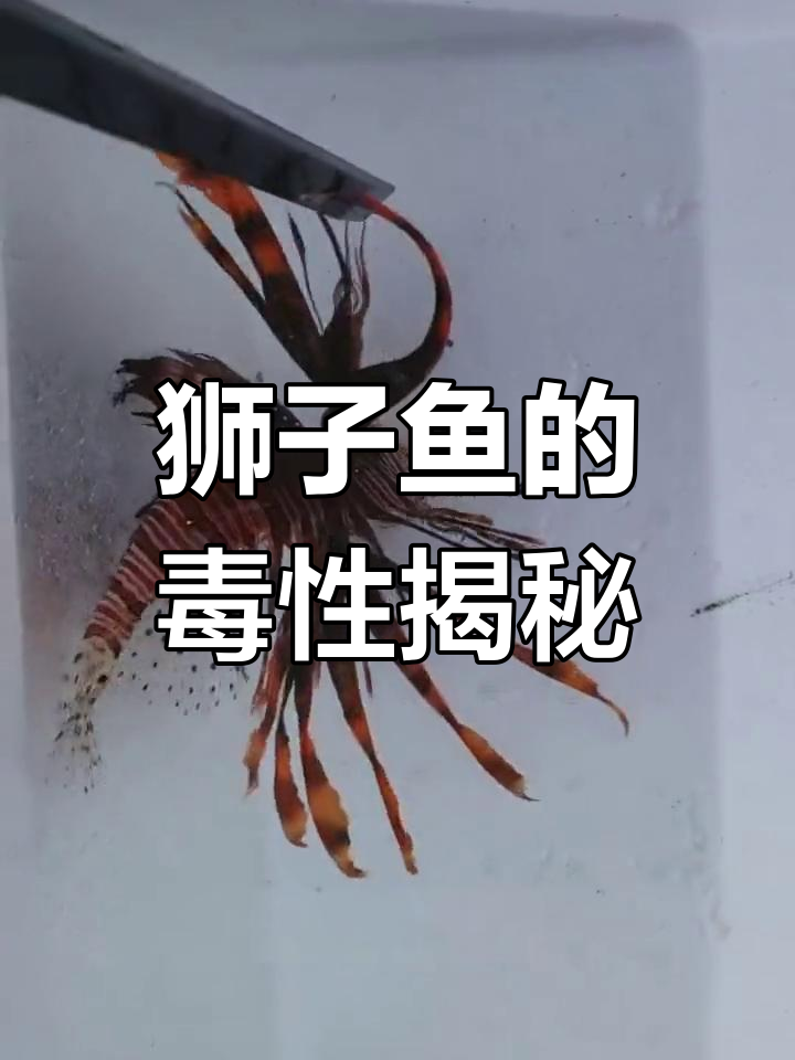 狮子鱼真的有毒?了解它的攻击方式