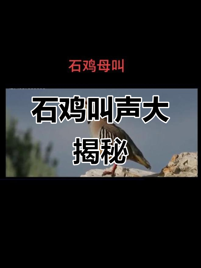 石鸡母鸟高声鸣叫,声音震撼!