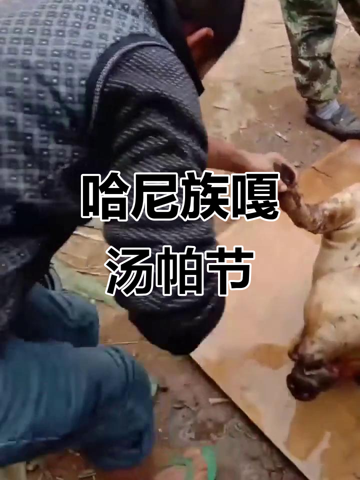 哈尼族嘎汤帕节:传统文化的魅力与现代风情