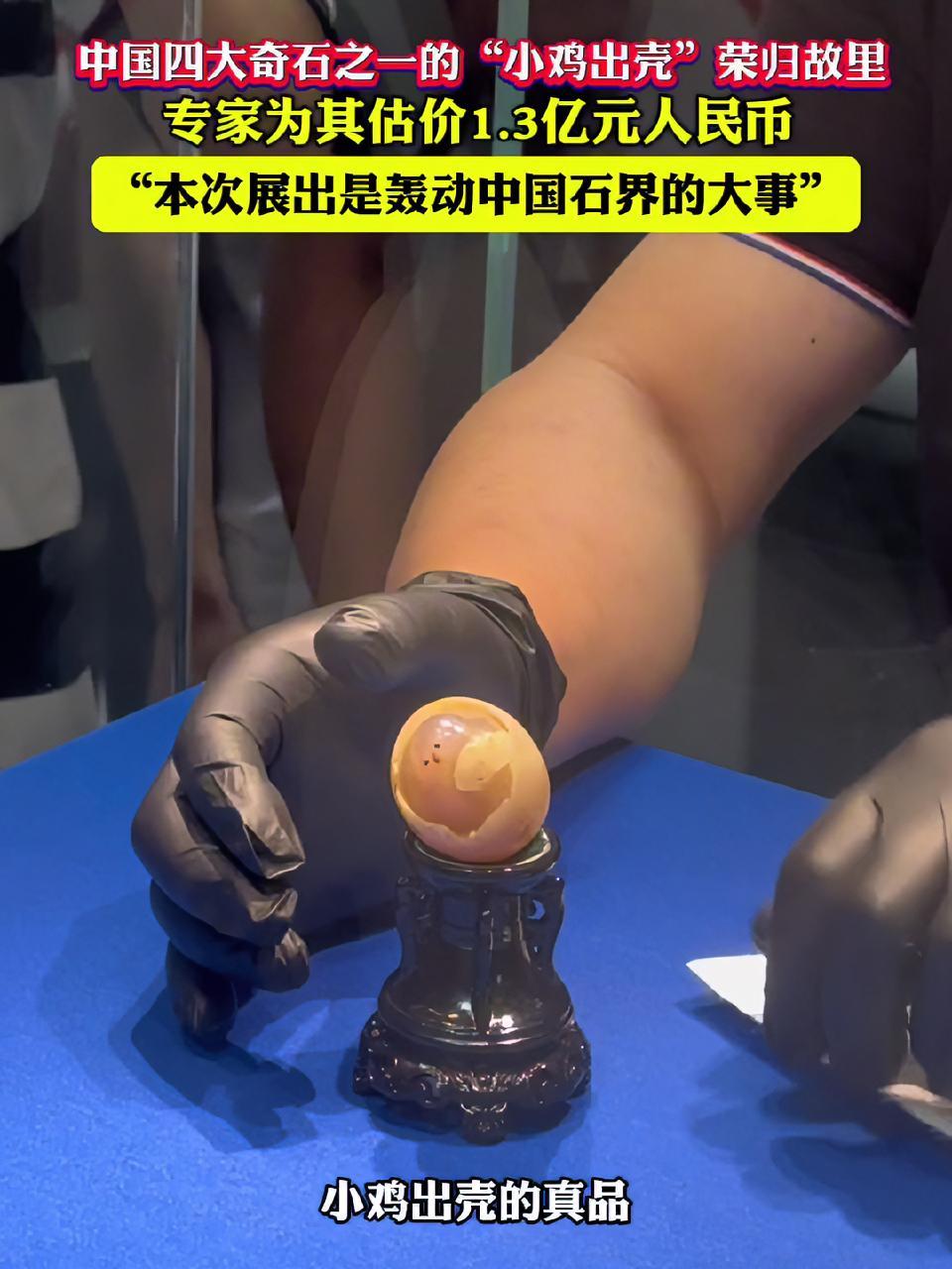 中国四大奇石之一的“小鸡出壳”荣归故里,专家为其估价1.3亿元人民币,“本次展出是轰动中国