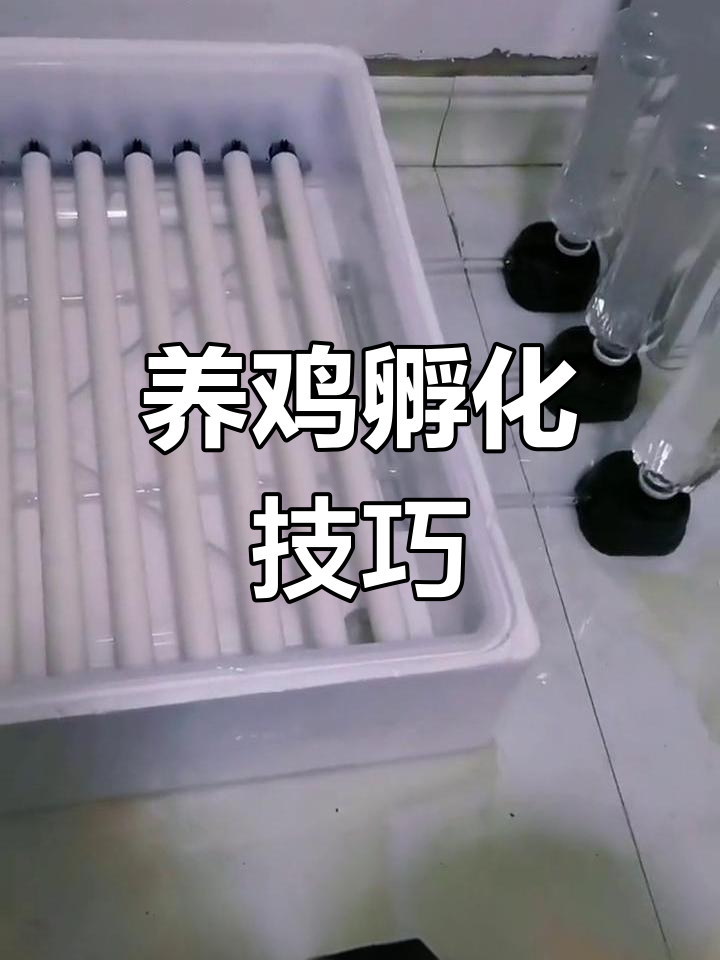 斗鸡养殖全攻略