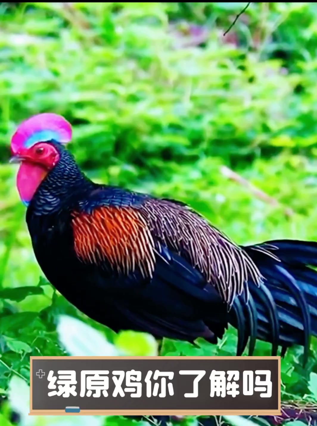 绿原鸡你了解吗