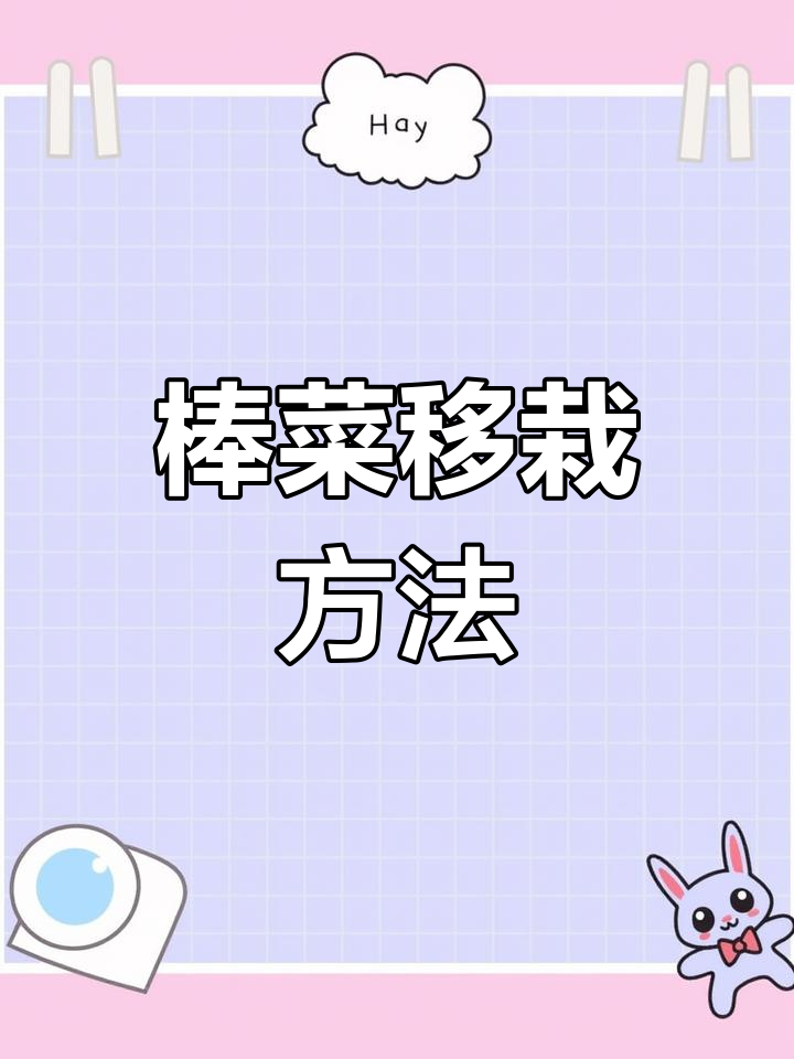 棒棒菜的种植与移栽技巧