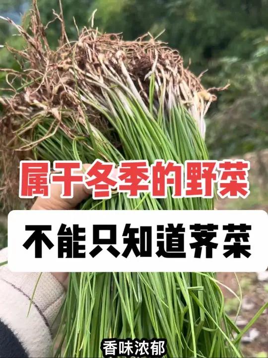 冬季挖野菜，除了荠菜 你还知道有哪些