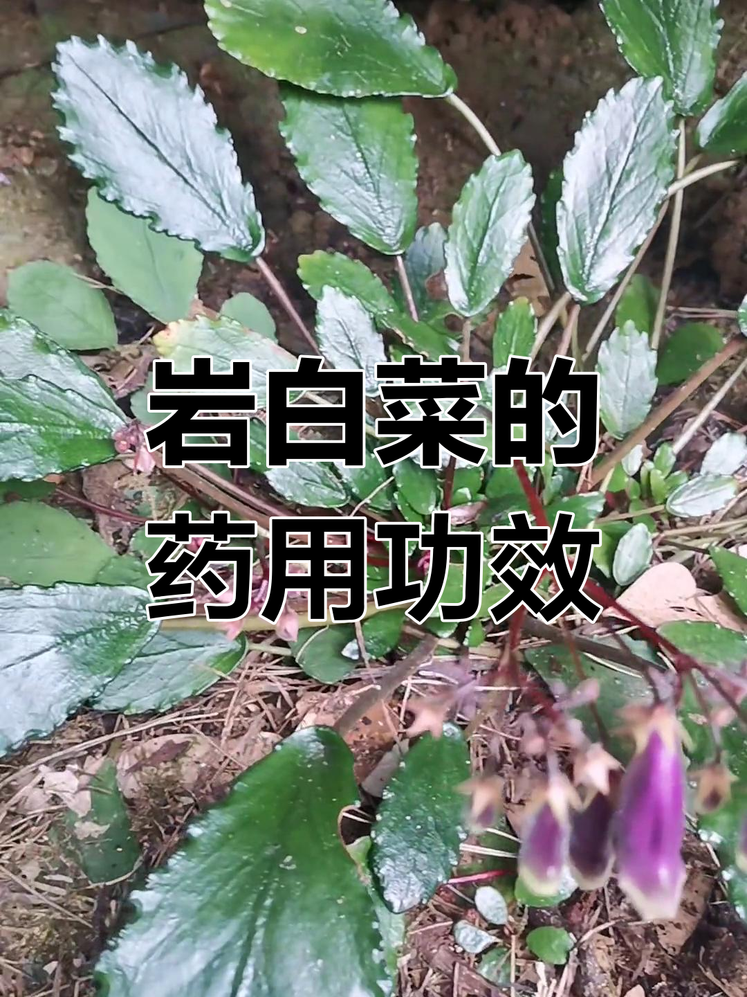 岩白菜:农村的神奇草药,治疗胸闷咳嗽效果显著