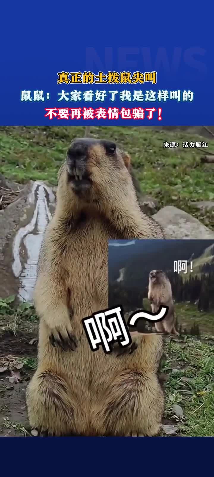 真正的土拨鼠尖叫,鼠鼠:大家看好了我是这样叫的,不要再被表情包骗了!