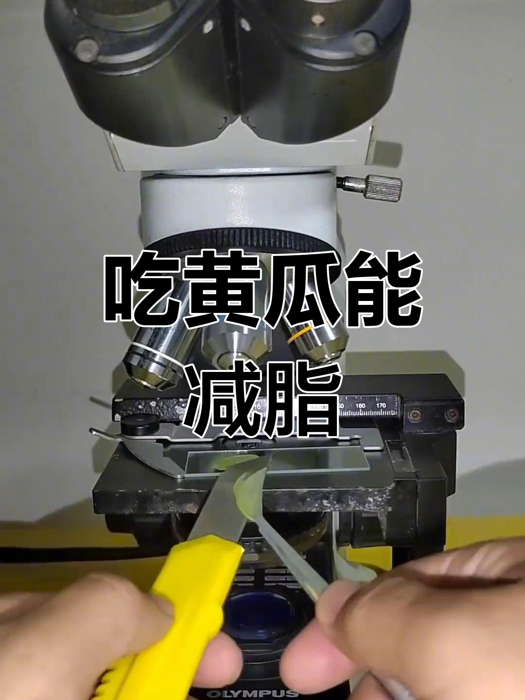 黄瓜减肥的秘密:显微镜下的发现