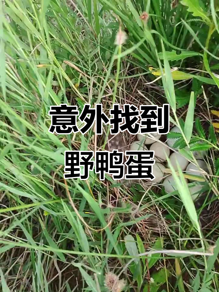 池塘边发现一窝野鸭蛋,狗儿急欲尝之